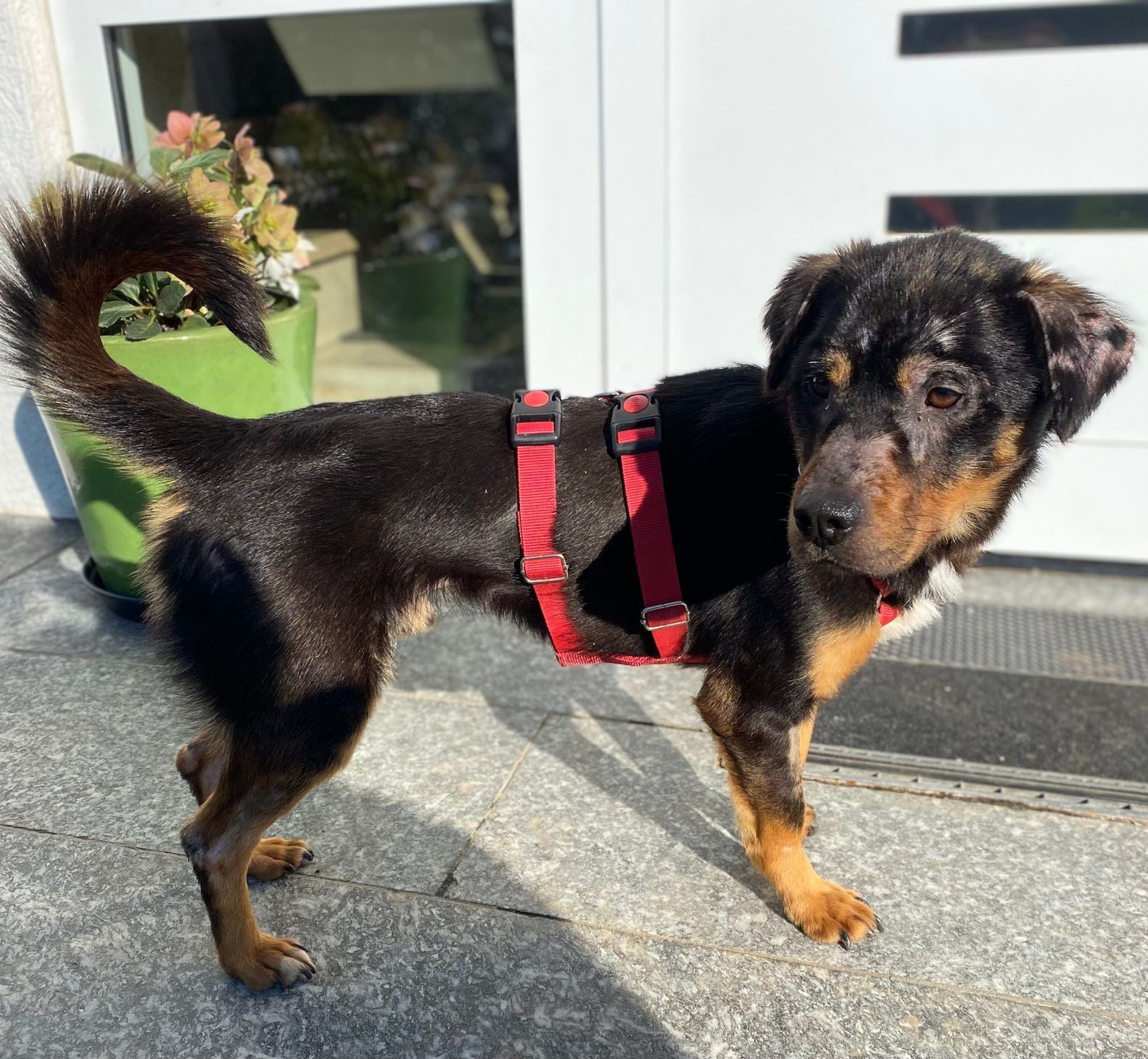 Tierschutz, Tierrettung, Tierschutzhund, Hund, Adoptieren, Zuhause gesucht, Rumänien