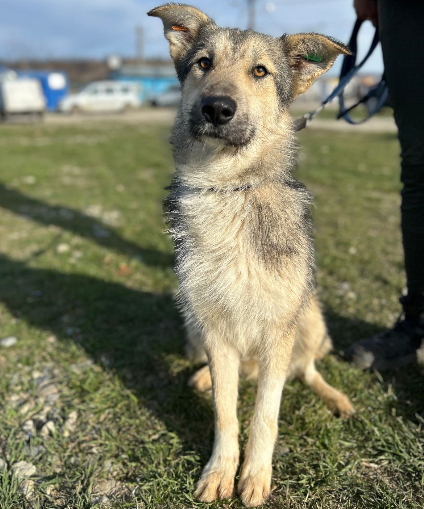 Tierschutzhund Eddy Tierschutz, Tierrettung, Tierschutzhund, Hund, Adoptieren, Zuhause gesucht, Rumänien