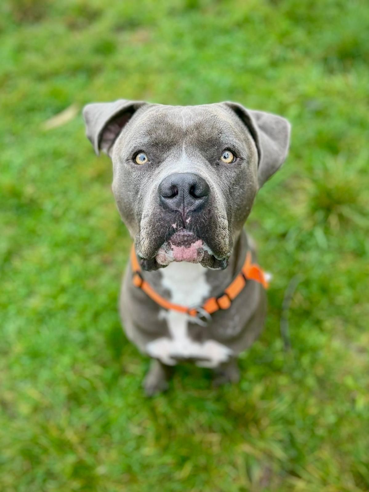 Tierschutzhund Kalle Tierschutz, Tierrettung, Tierschutzhund, Hund, Adoptieren, Zuhause gesucht