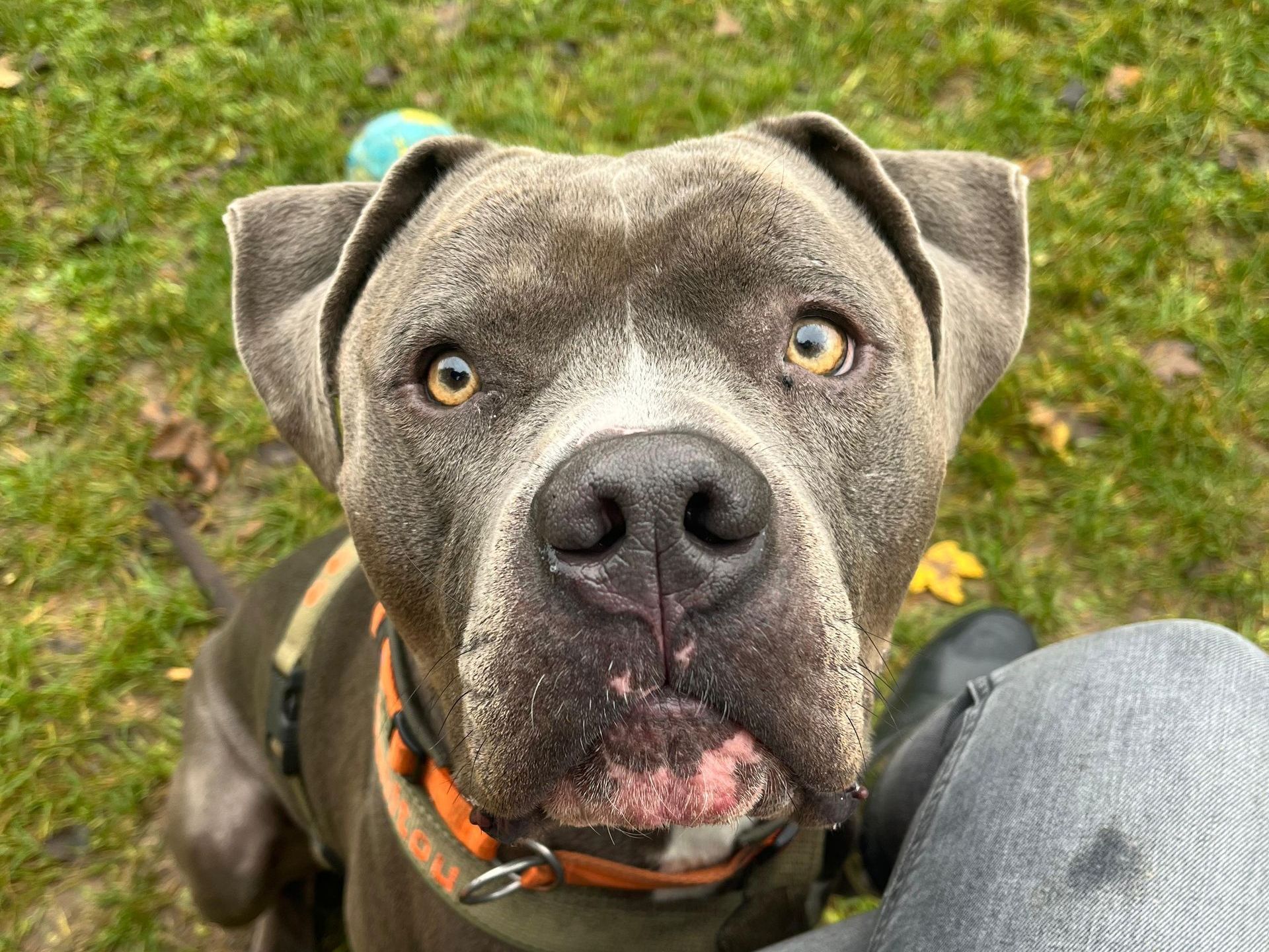 Tierschutz, Tierrettung, Tierschutzhund, Hund, Adoptieren, Zuhause gesucht