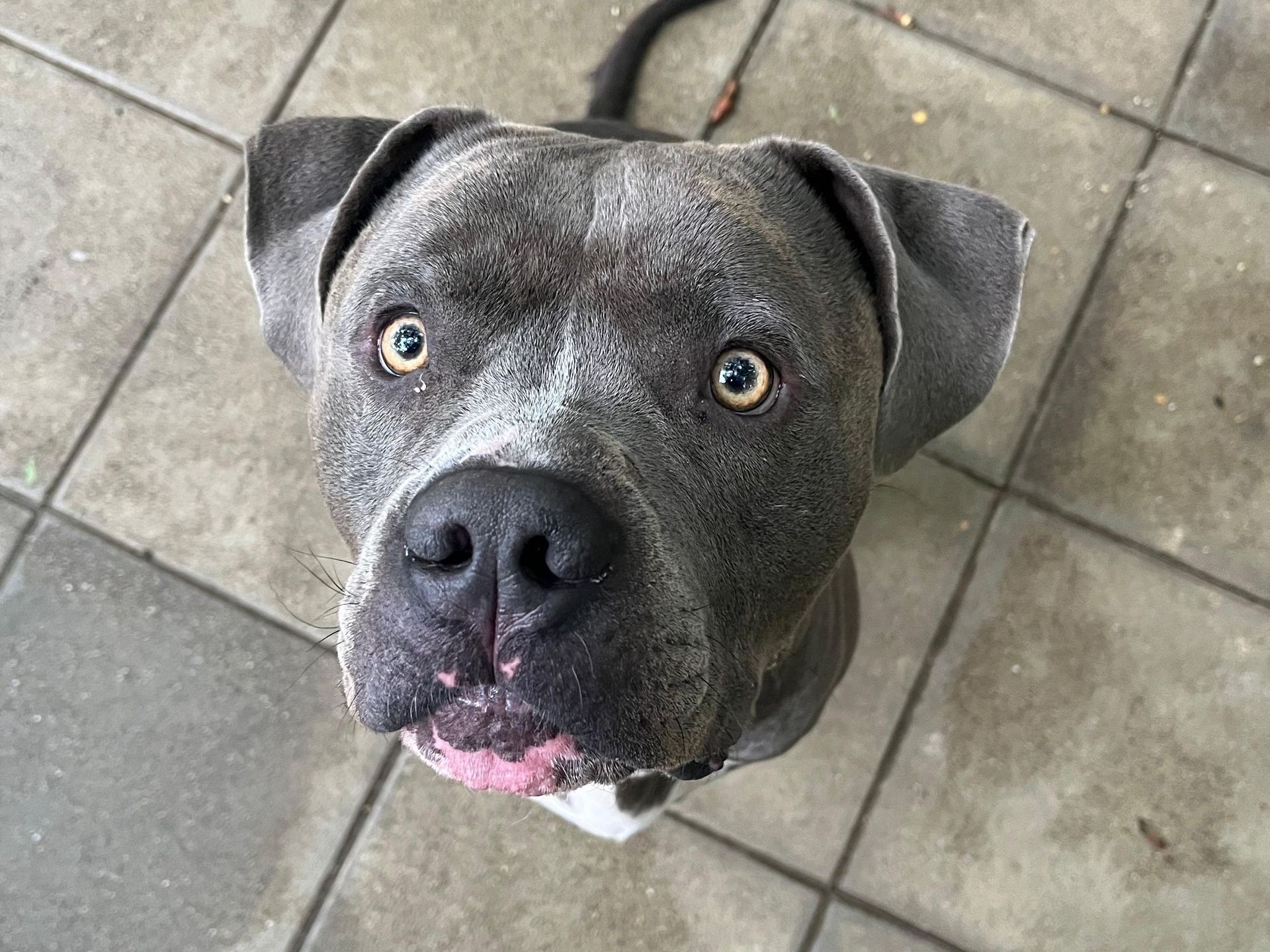 Tierschutz, Tierrettung, Tierschutzhund, Hund, Adoptieren, Zuhause gesucht