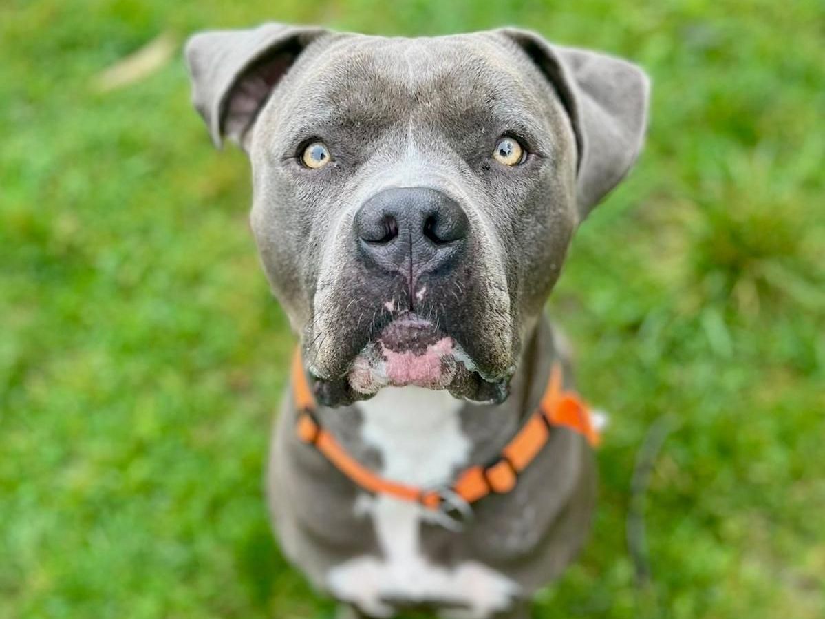 Tierschutz, Tierrettung, Tierschutzhund, Hund, Adoptieren, Zuhause gesucht