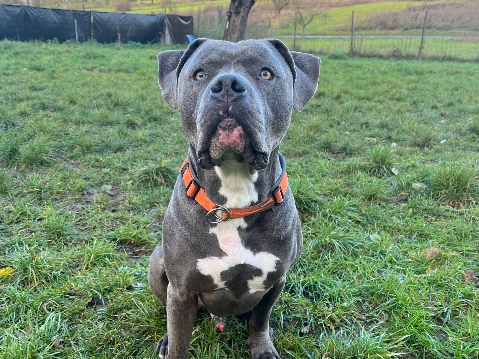 Tierschutz, Tierrettung, Tierschutzhund, Hund, Adoptieren, Zuhause gesucht