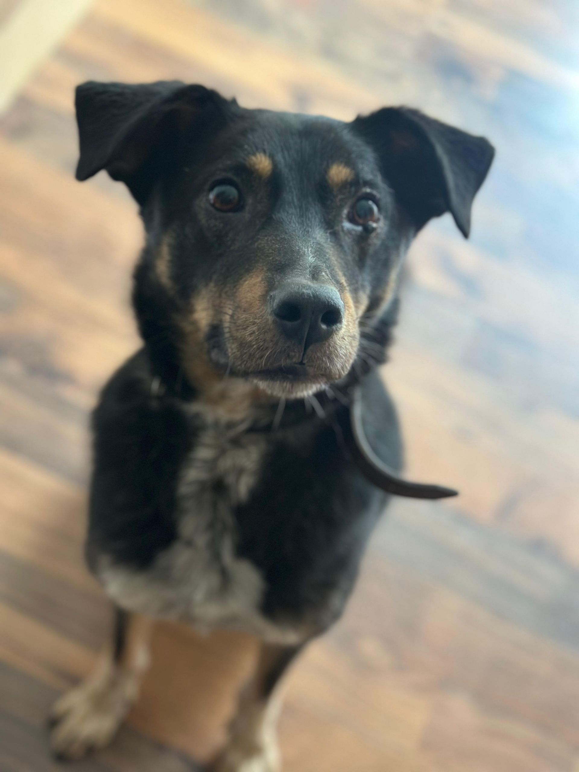 Tierschutzhund Marlin Tierschutz, Tierrettung, Tierschutzhund, Hund, Adoptieren, Zuhause gesucht, Rumänien