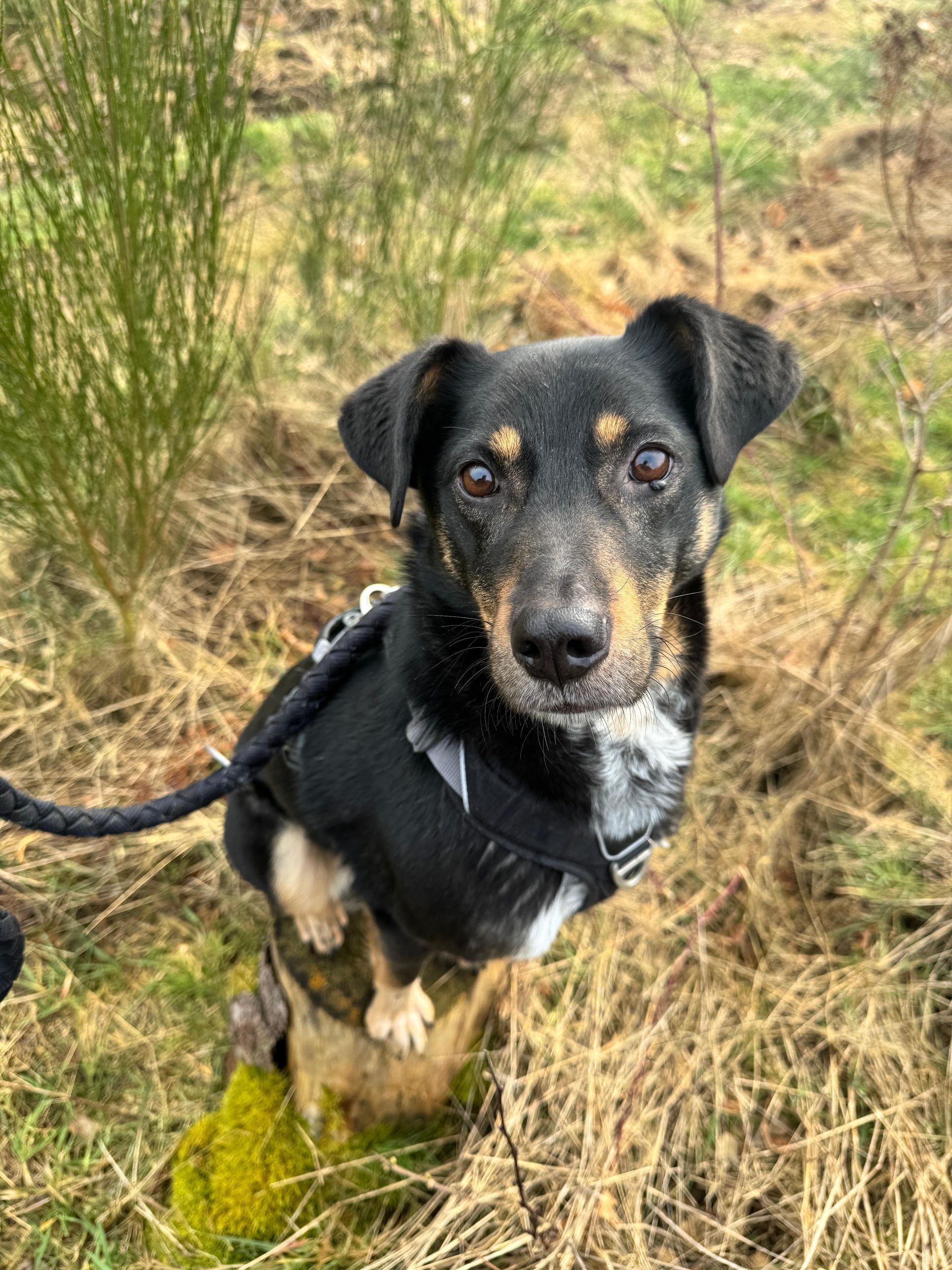 Tierschutzhund Marlin Tierschutz, Tierrettung, Tierschutzhund, Hund, Adoptieren, Zuhause gesucht, Rumänien
