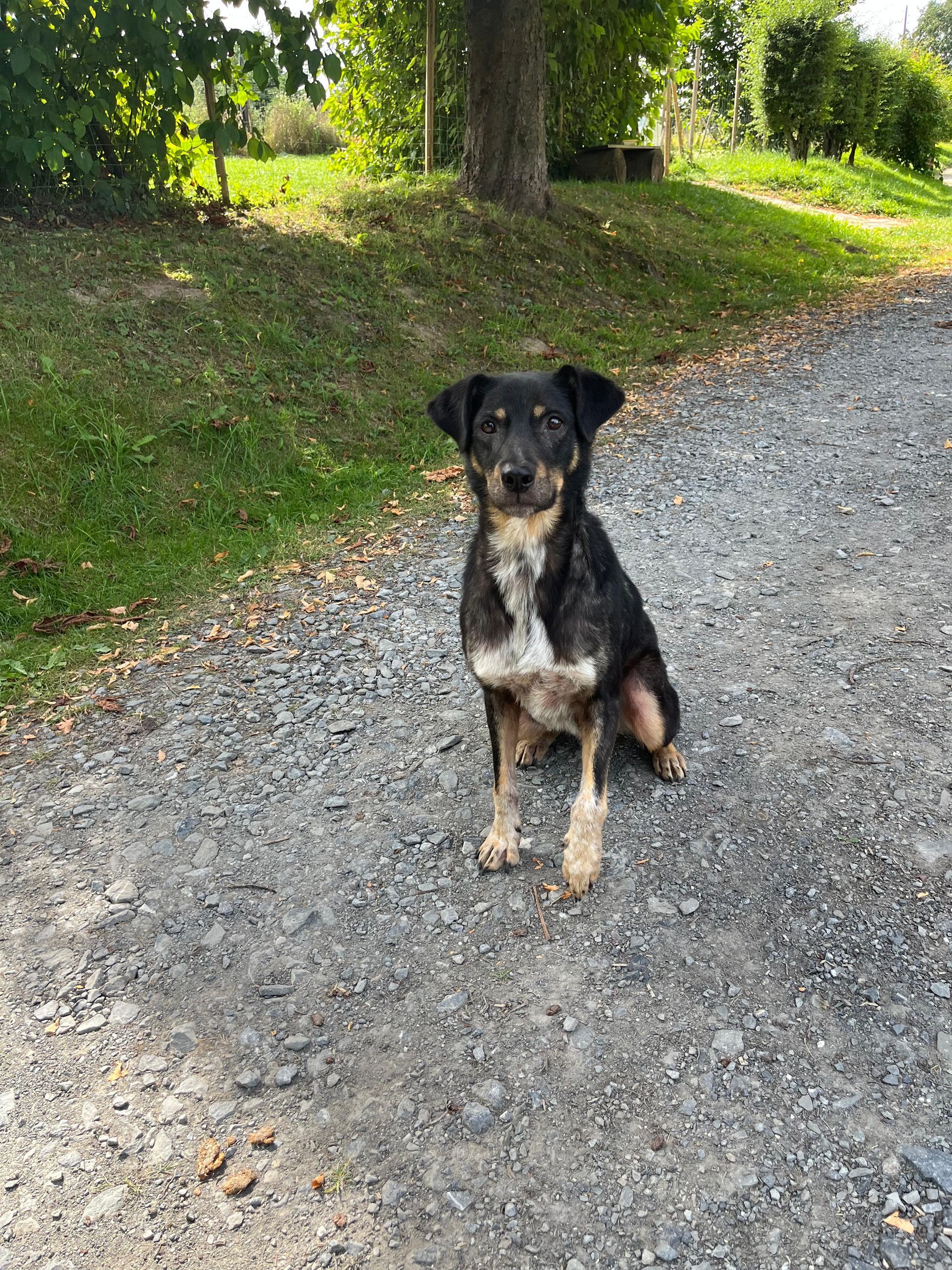 Tierschutz, Tierrettung, Tierschutzhund, Hund, Adoptieren, Zuhause gesucht, Rumänien