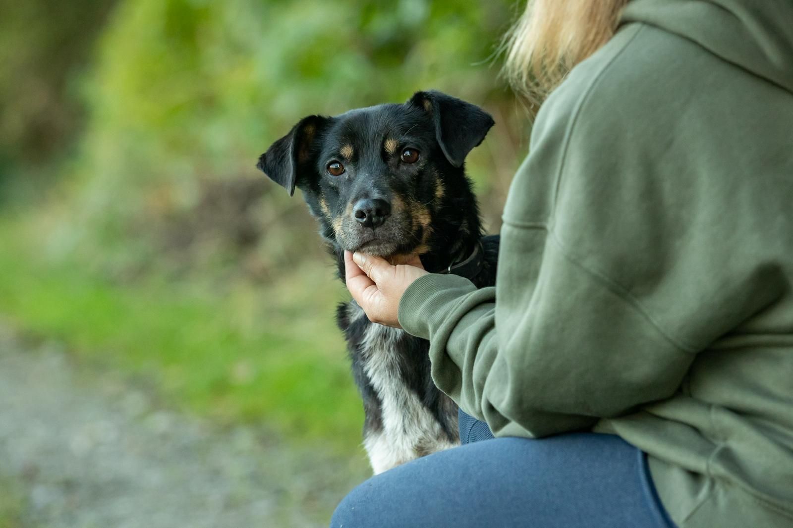 Tierschutz, Tierrettung, Tierschutzhund, Hund, Adoptieren, Zuhause gesucht, Rumänien