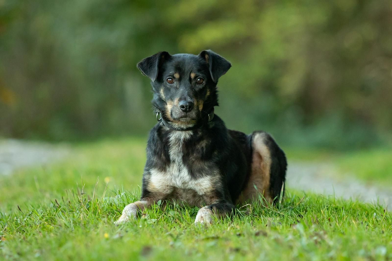 Tierschutz, Tierrettung, Tierschutzhund, Hund, Adoptieren, Zuhause gesucht, Rumänien