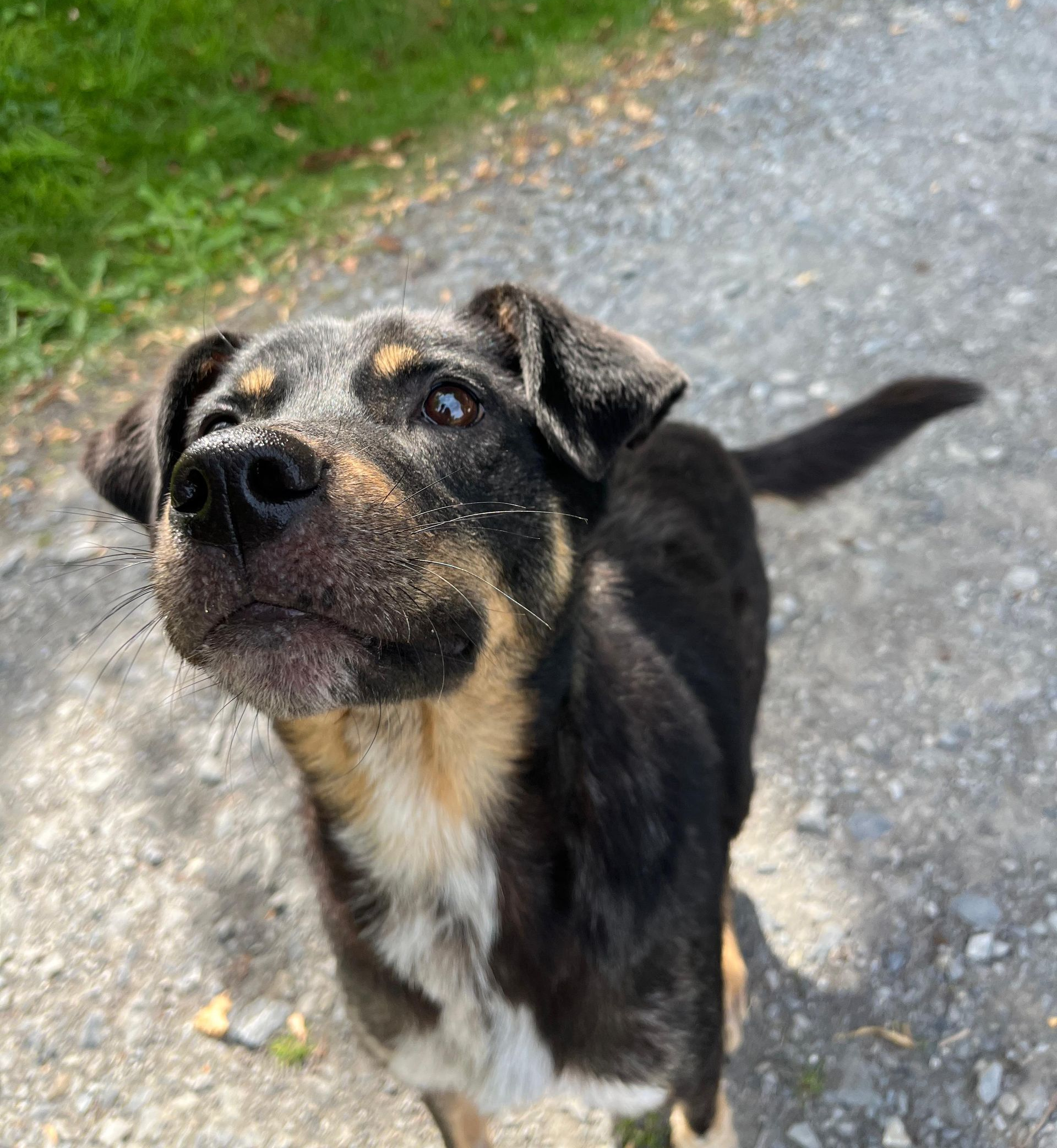 Tierschutz, Tierrettung, Tierschutzhund, Hund, Adoptieren, Zuhause gesucht, Rumänien