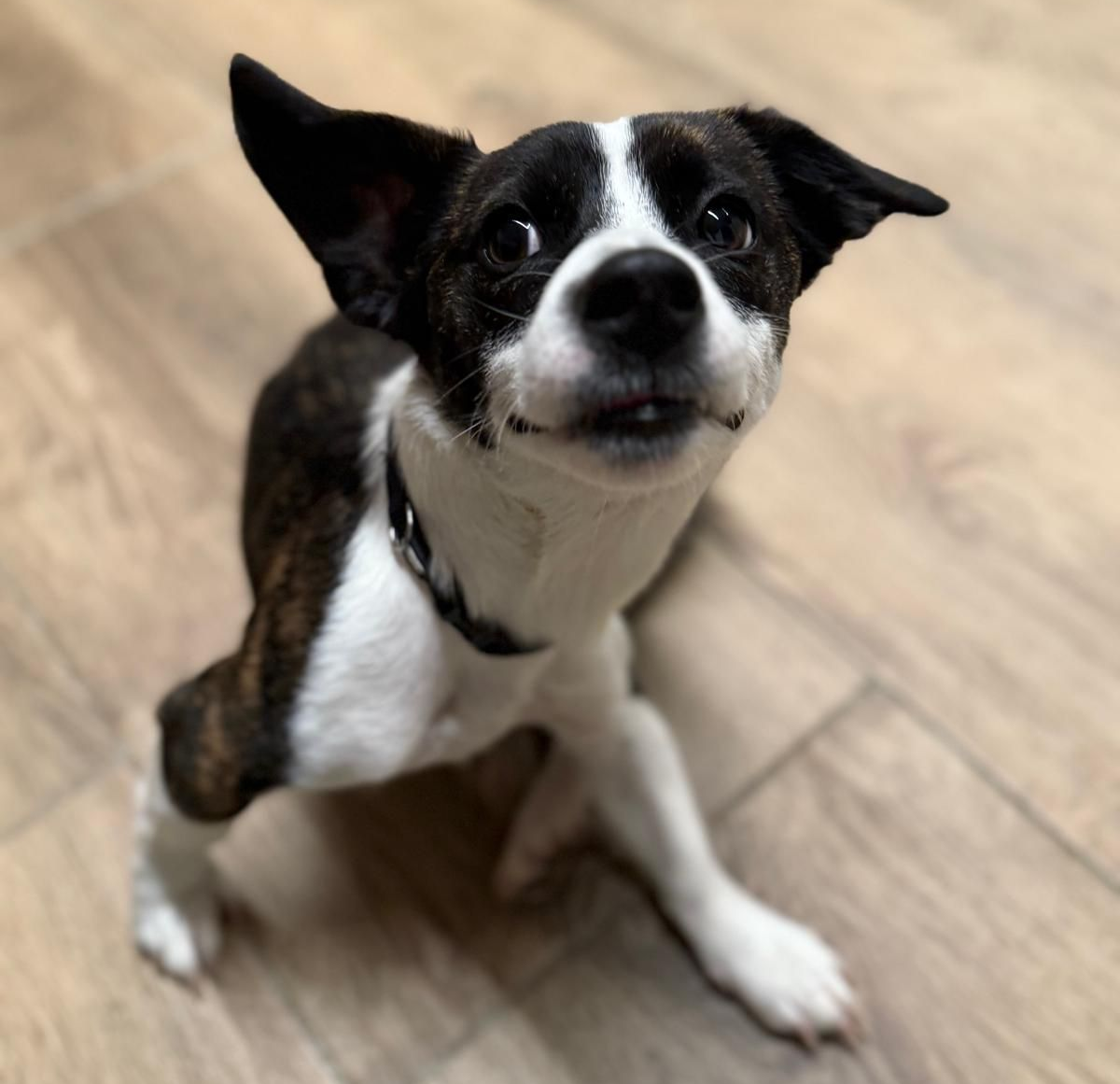 Tierschutz, Tierrettung, Tierschutzhund, Hund, Adoptieren, Zuhause gesucht