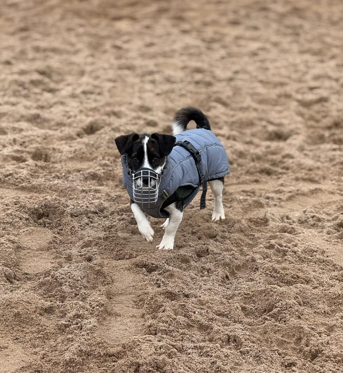 Tierschutz, Tierrettung, Tierschutzhund, Hund, Adoptieren, Zuhause gesucht
