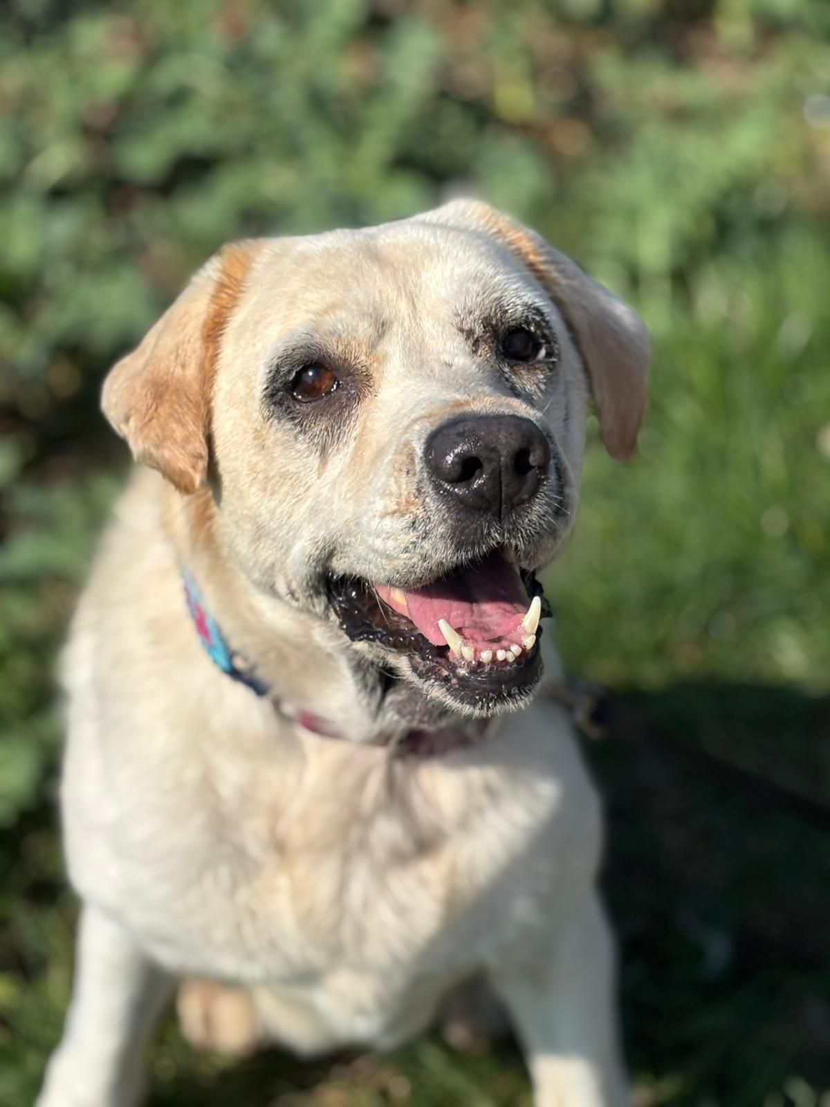 Tierschutzhund Nala Tierschutz, Tierrettung, Tierschutzhund, Hund, Adoptieren, Zuhause gesucht
