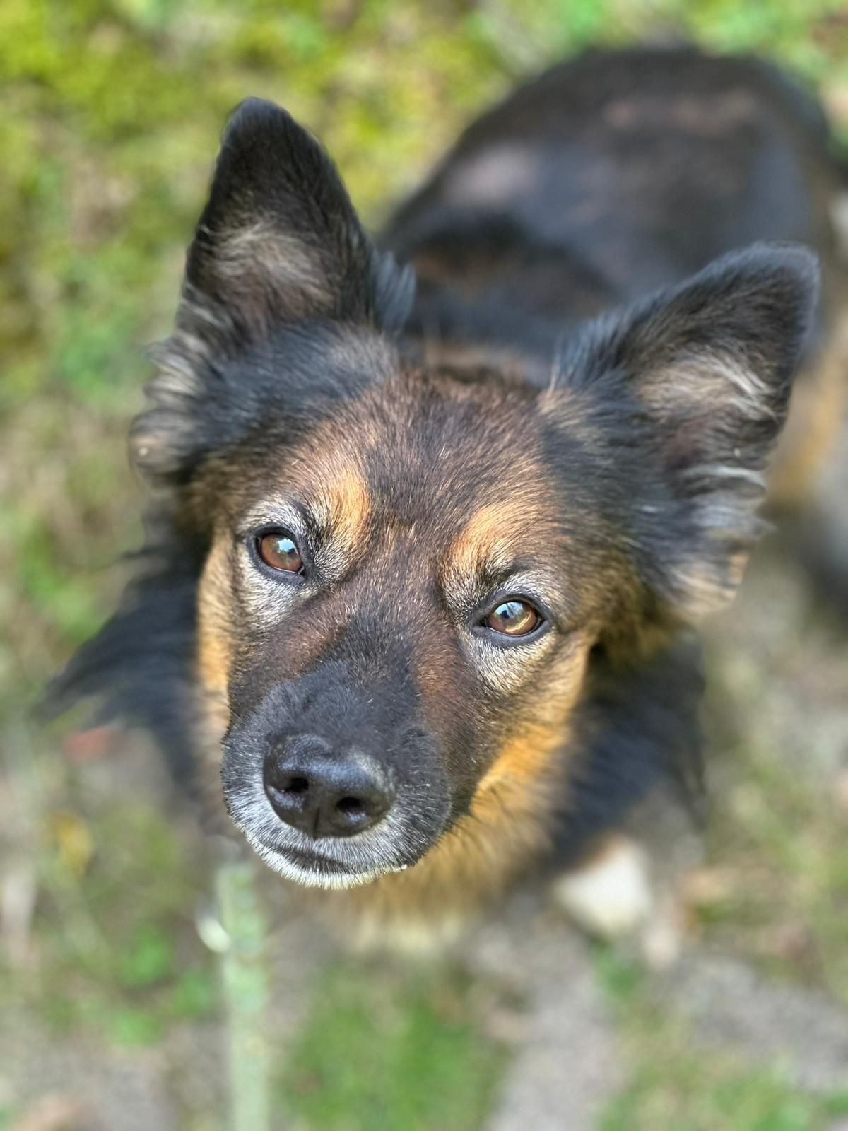 Tierschutzhund Ozzy Tierschutz, Tierrettung, Tierschutzhund, Hund, Adoptieren, Zuhause gesucht
