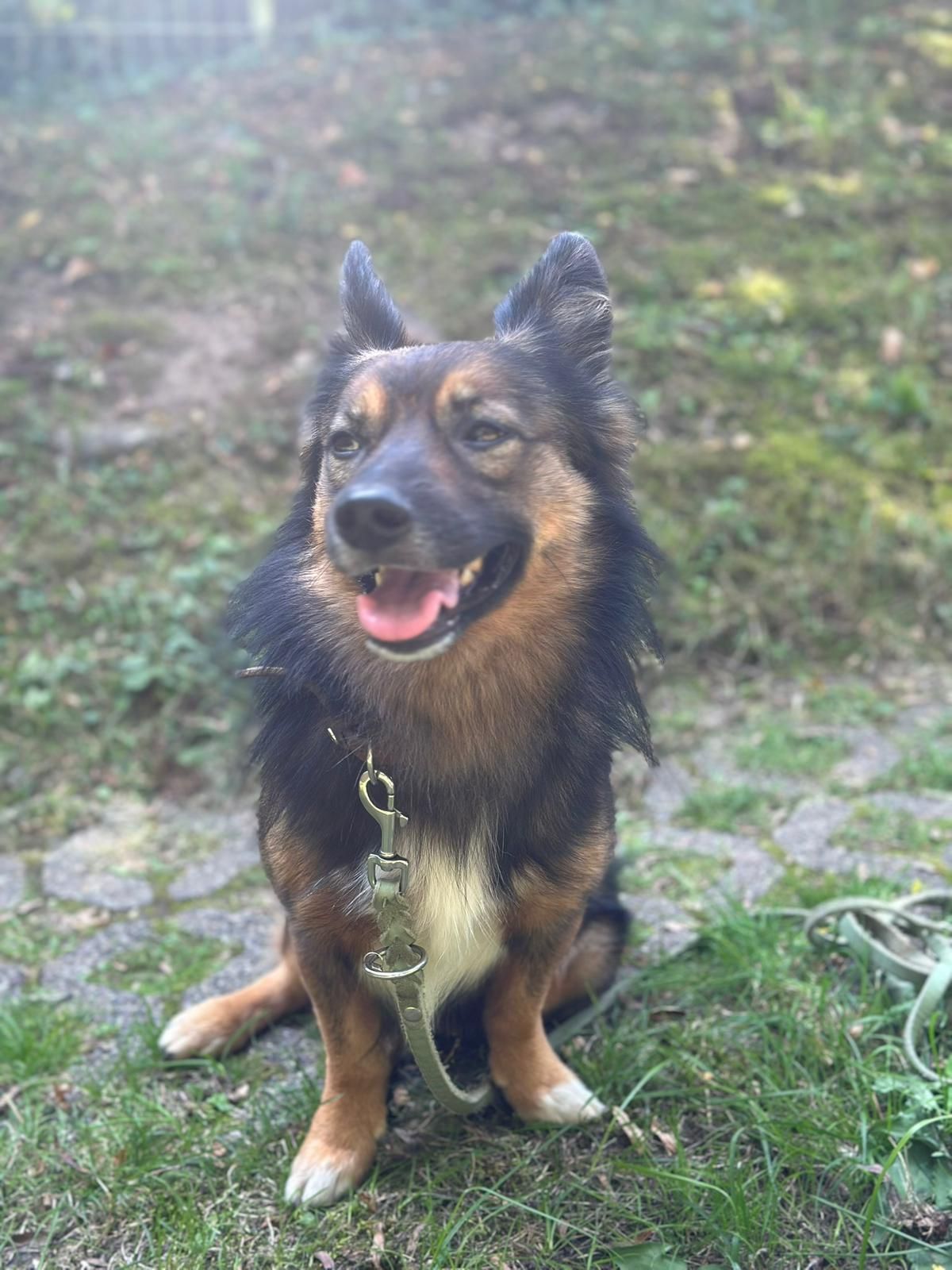 Tierschutz, Tierrettung, Tierschutzhund, Hund, Adoptieren, Zuhause gesucht