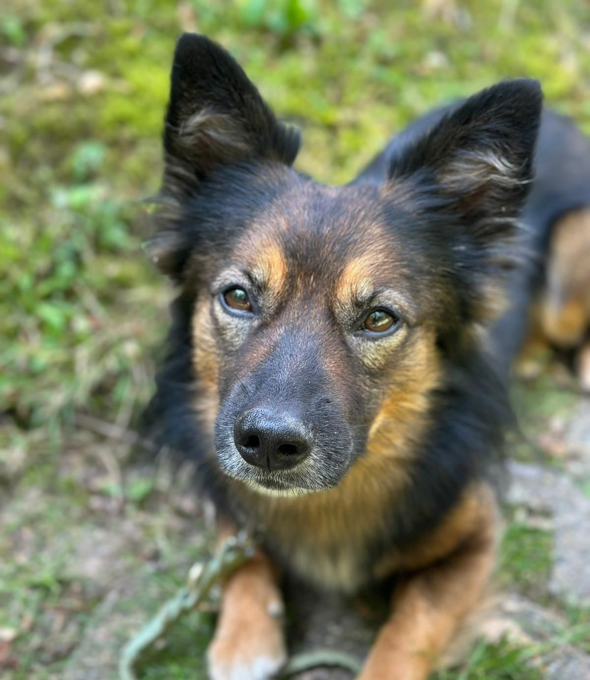 Tierschutz, Tierrettung, Tierschutzhund, Hund, Adoptieren, Zuhause gesucht
