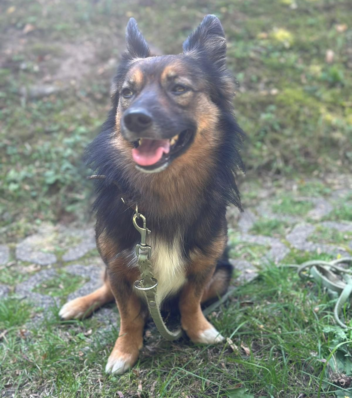Tierschutz, Tierrettung, Tierschutzhund, Hund, Adoptieren, Zuhause gesucht