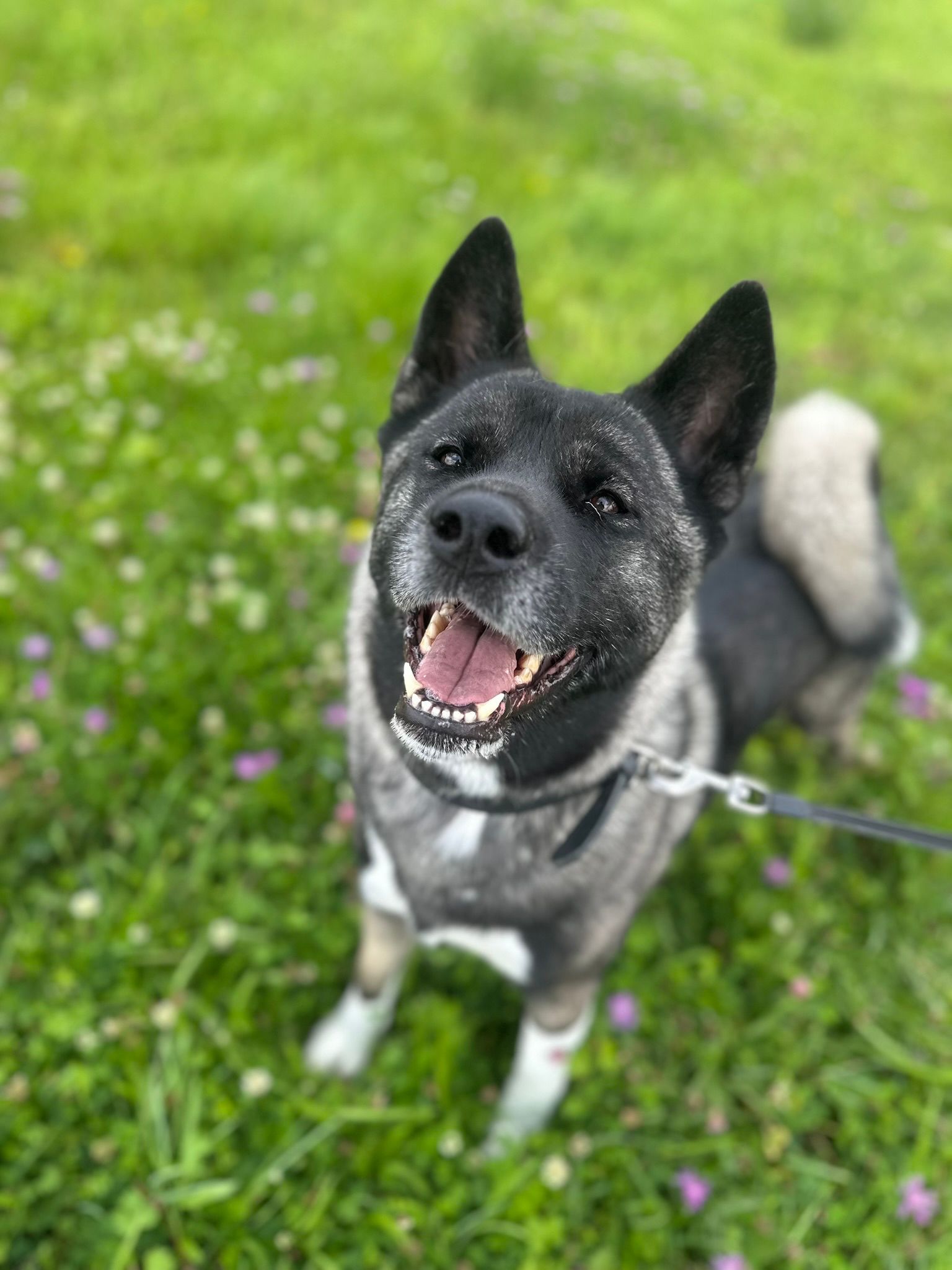 Tierschutzhund Rascha Tierschutz, Tierrettung, Tierschutzhund, Hund, Adoptieren, Zuhause gesucht