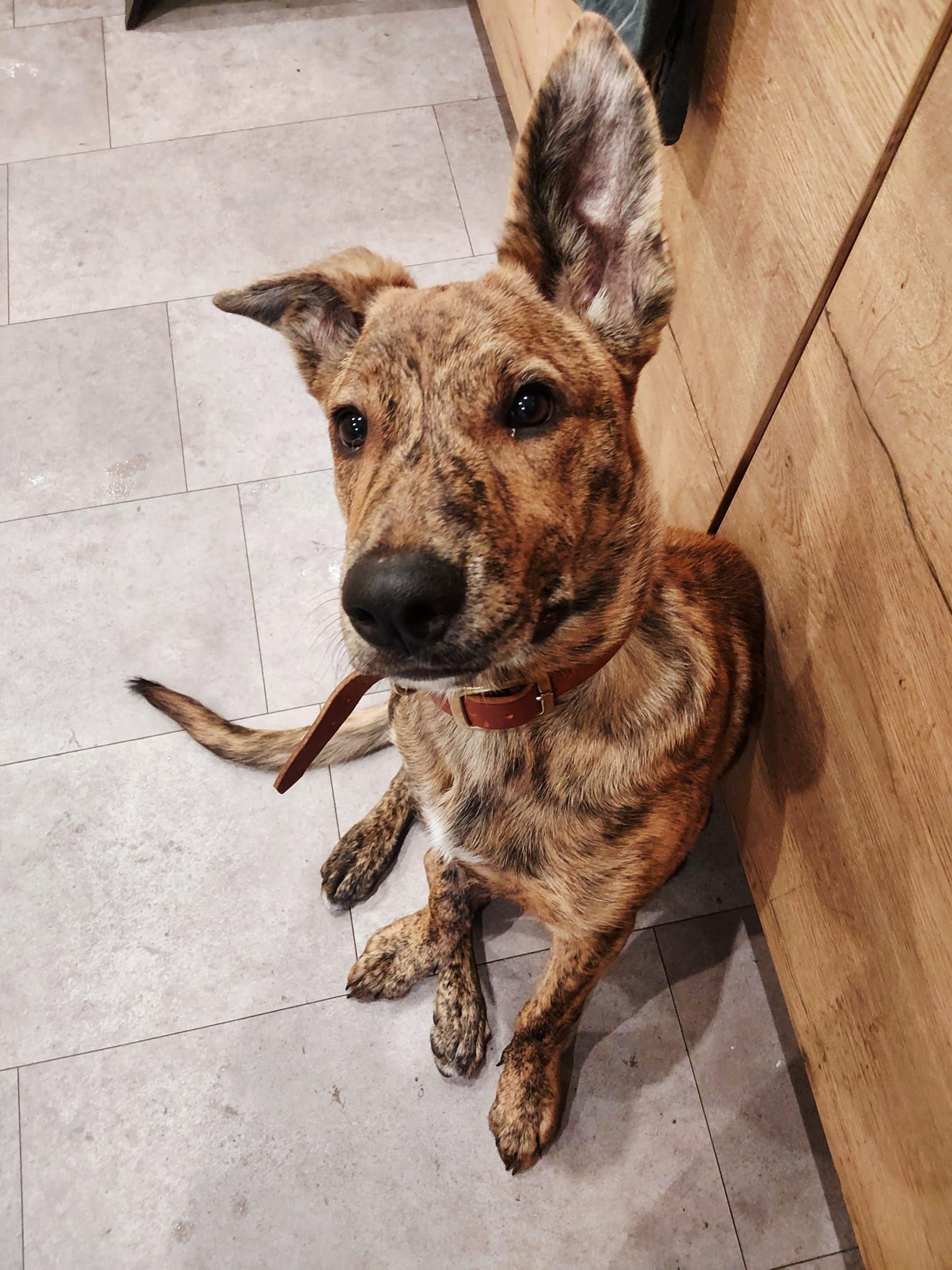 Tierschutzhund Scooby Tierschutz, Tierrettung, Tierschutzhund, Hund, Adoptieren, Zuhause gesucht