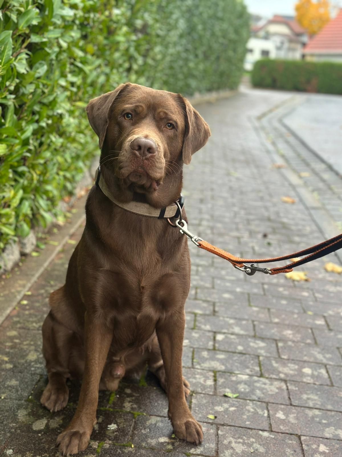 Tierschutzhund Rocco Tierschutz, Tierrettung, Tierschutzhund, Hund, Adoptieren, Zuhause gesucht