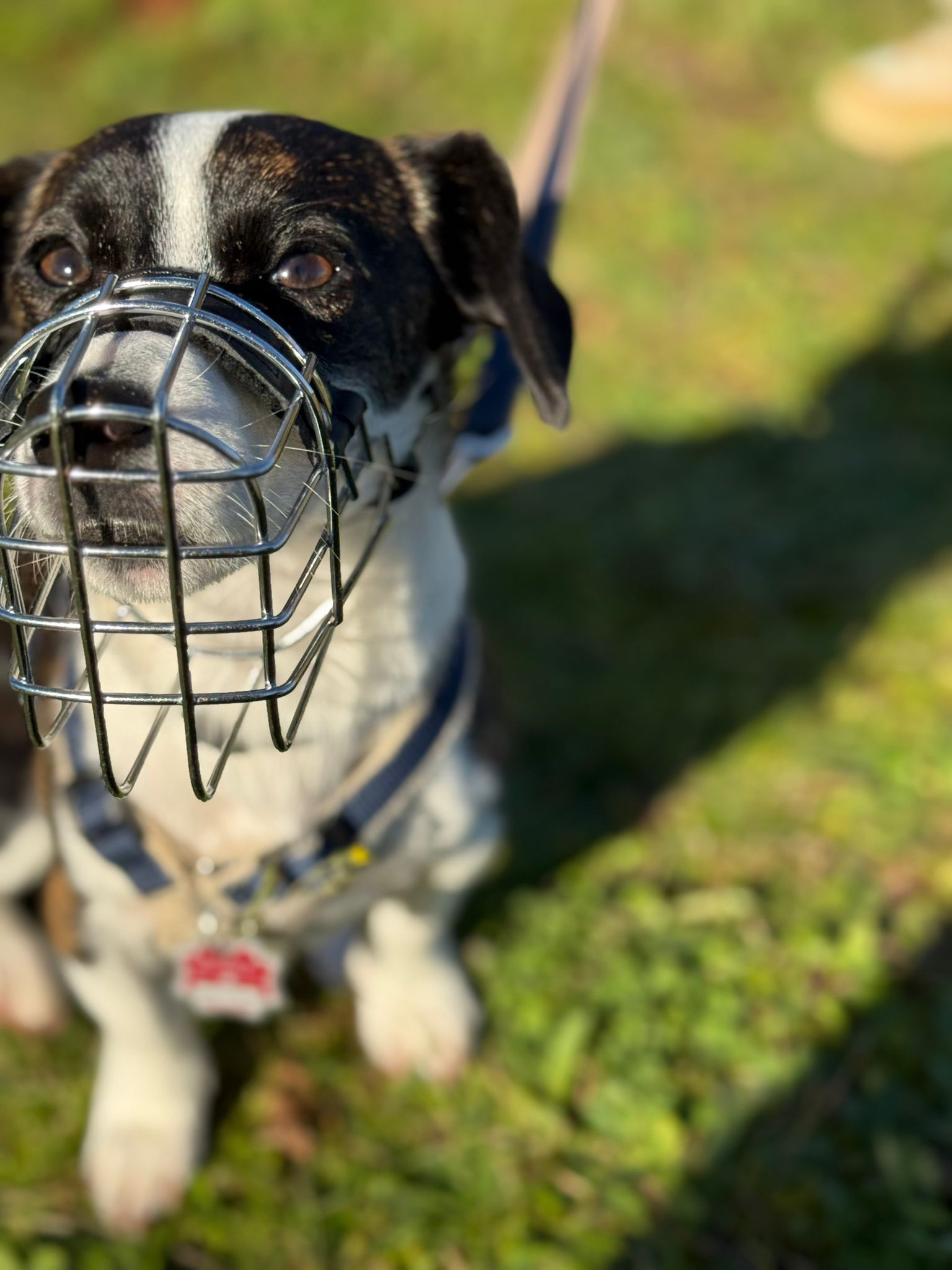 Tierschutzhund Mickey Tierschutz, Tierrettung, Tierschutzhund, Hund, Adoptieren, Zuhause gesucht