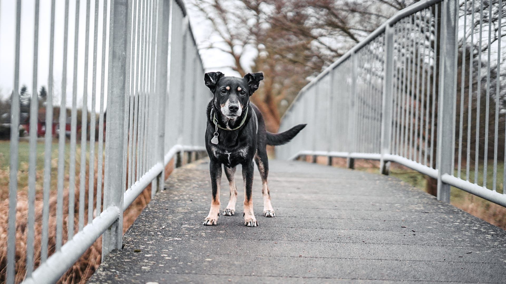 Lumi Tierschutz, Tierrettung, Tierschutzhund, Hund, Adoptieren, Zuhause gesucht, Rumänien