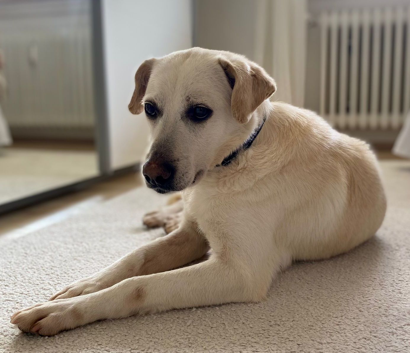 Tierschutz, Tierrettung, Tierschutzhund, Hund, Adoptieren, Zuhause gesucht, Rumänien