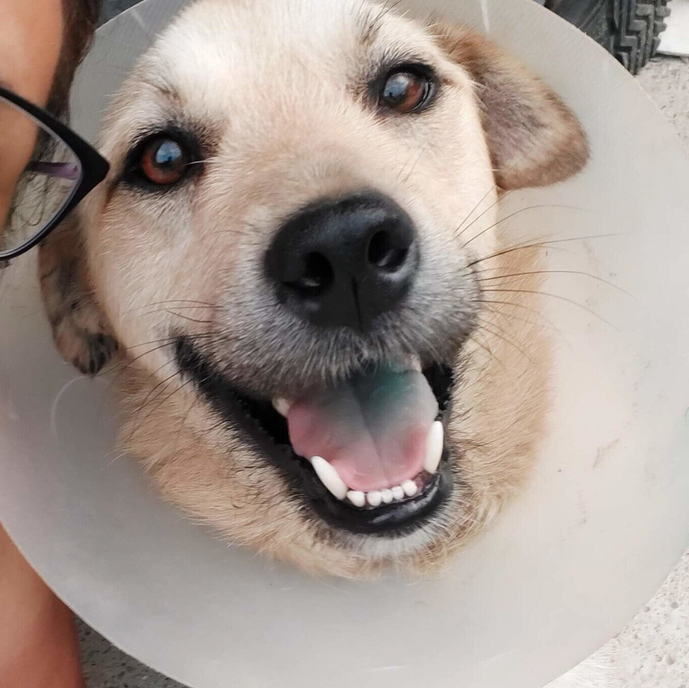 Tierschutz, Tierrettung, Tierschutzhund, Hund, Adoptieren, Zuhause gesucht, Rumänien