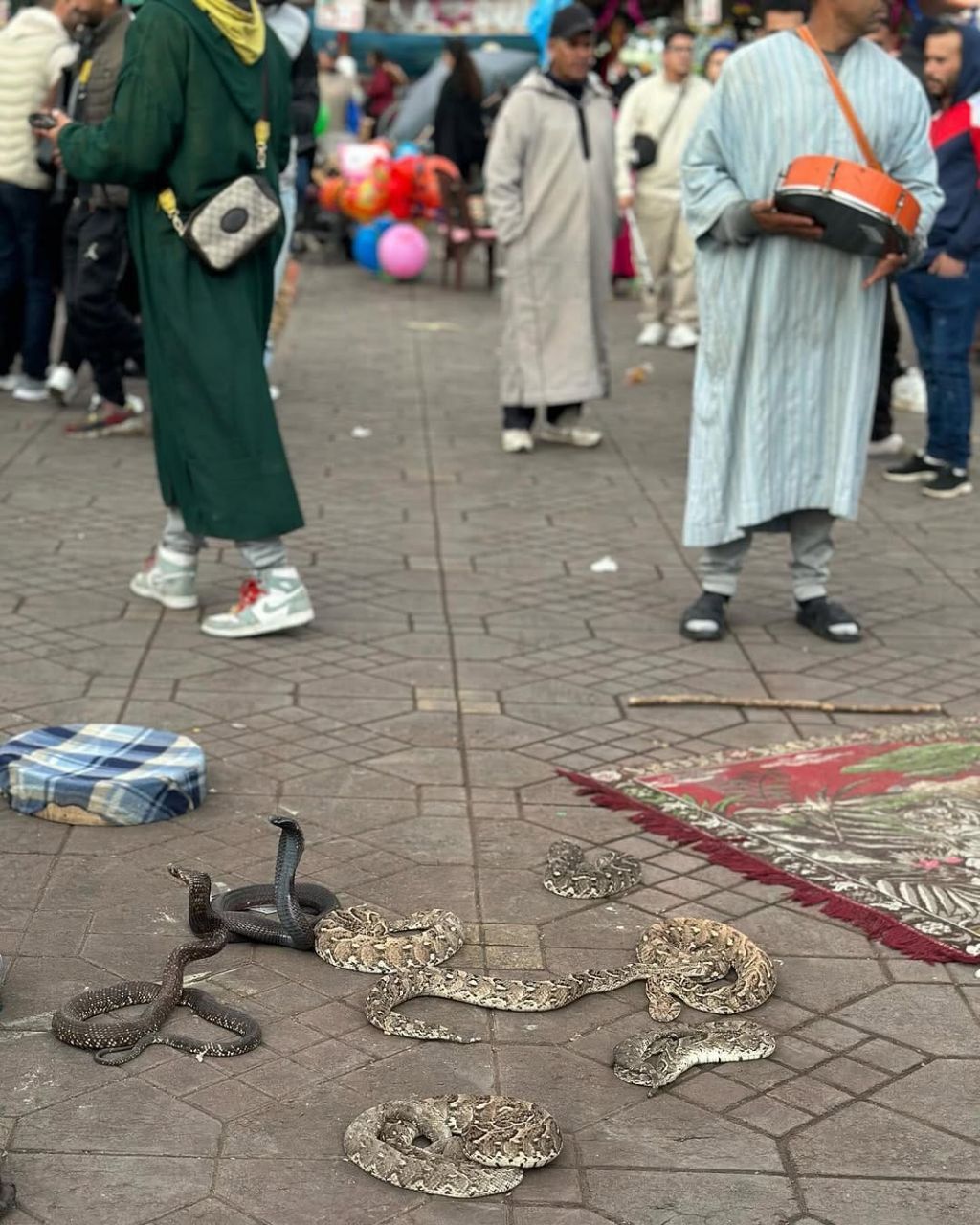cobras | encantador de serpientes | Tours Marruecos