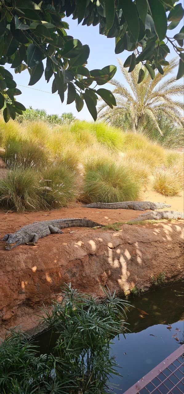 Parque de Cocodrilos Marruecos | Cocodrilos Marruecos | Marruecos | Tours MArruecos