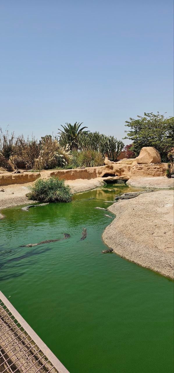 Parque de Cocodrilos Marruecos | Cocodrilos Marruecos | Marruecos | Tours MArruecos