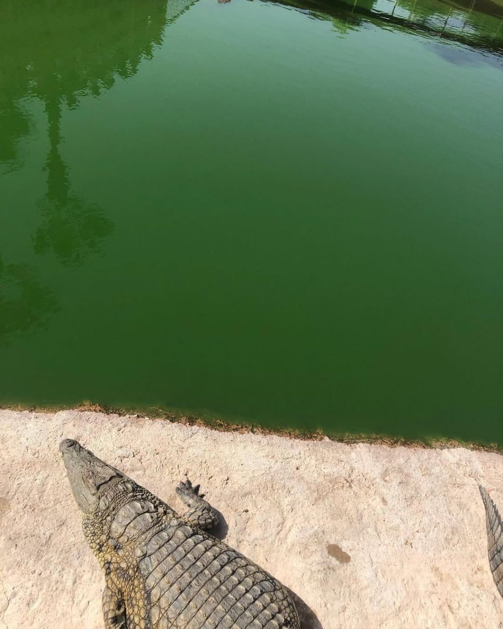 Parque de Cocodrilos Marruecos | Cocodrilos Marruecos | Marruecos | Tours MArruecos