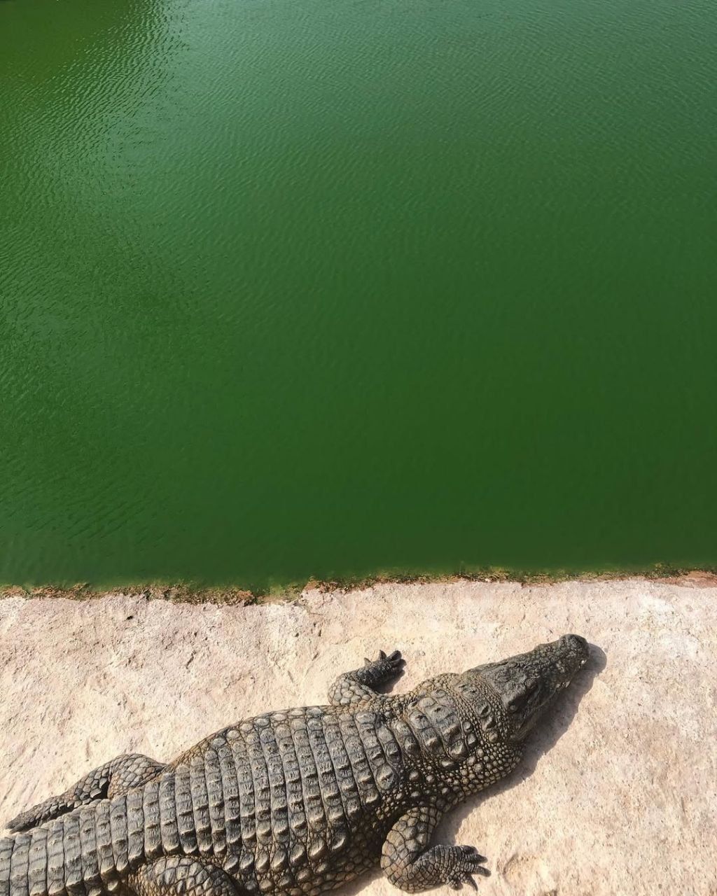 Parque de Cocodrilos Marruecos | Cocodrilos Marruecos | Marruecos | Tours MArruecos