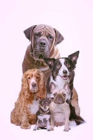 Pet Care Nürnberg, Hund, Hunde, Dog Dogs, Dogwalks, Dogwalking, Gassi, Gassi-Service, Tagesbetreuung