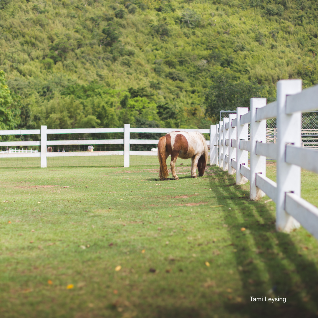Ein scheckfarbenes Pferd grast friedlich in einer Koppel