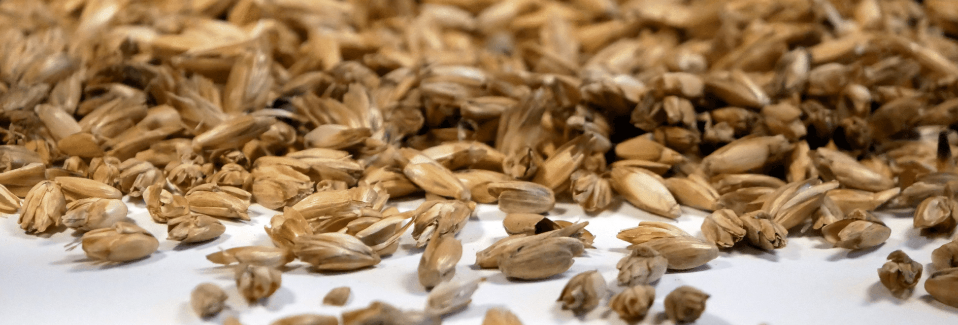 Balle d'épeautre bio pour zafu - coussin de méditation Balle d'épeautre bio pour zafu - coussin de méditation