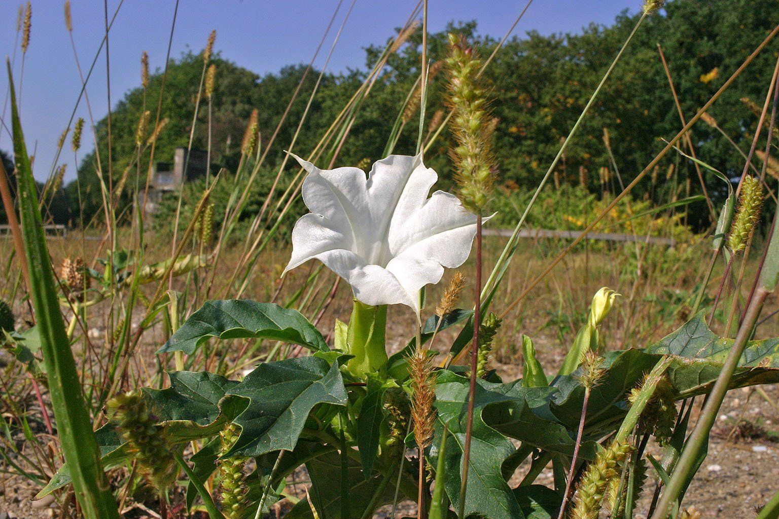 Im Laufe des Jahre kann man auf der Motocrossbahn wunderschöne Blüten sehen