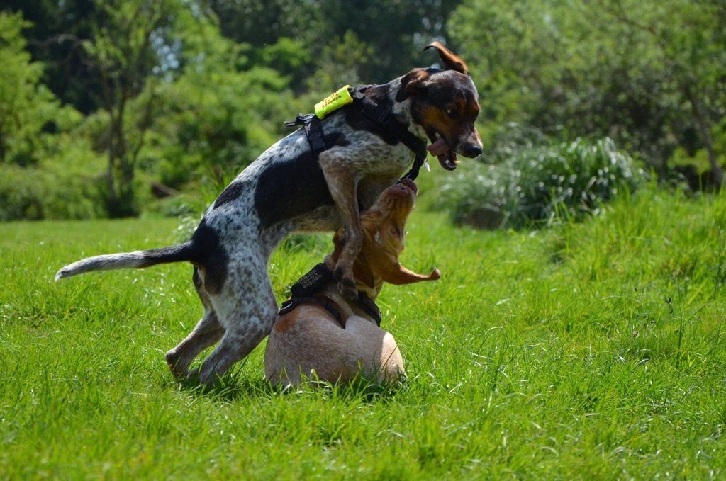 tobende Hunde