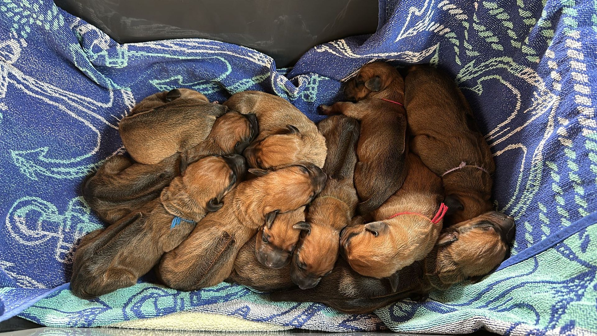 Rhodesian Ridgeback Kennel a Viacanis Rhodesian Ridgeback Kennel a Viacanis im rhodesian ridgeback breed club