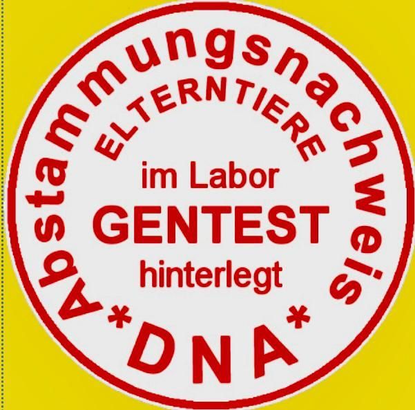 Logo für DNA-Print für Rhodesian Ridgeback Zuchthunde