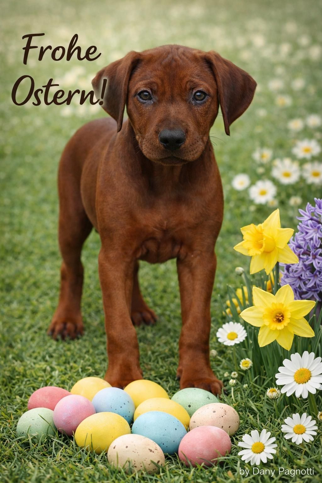 Rhodesian Ridgeback Welpe steht im Gras , zwischen bunten Ostereiern und Blumen.