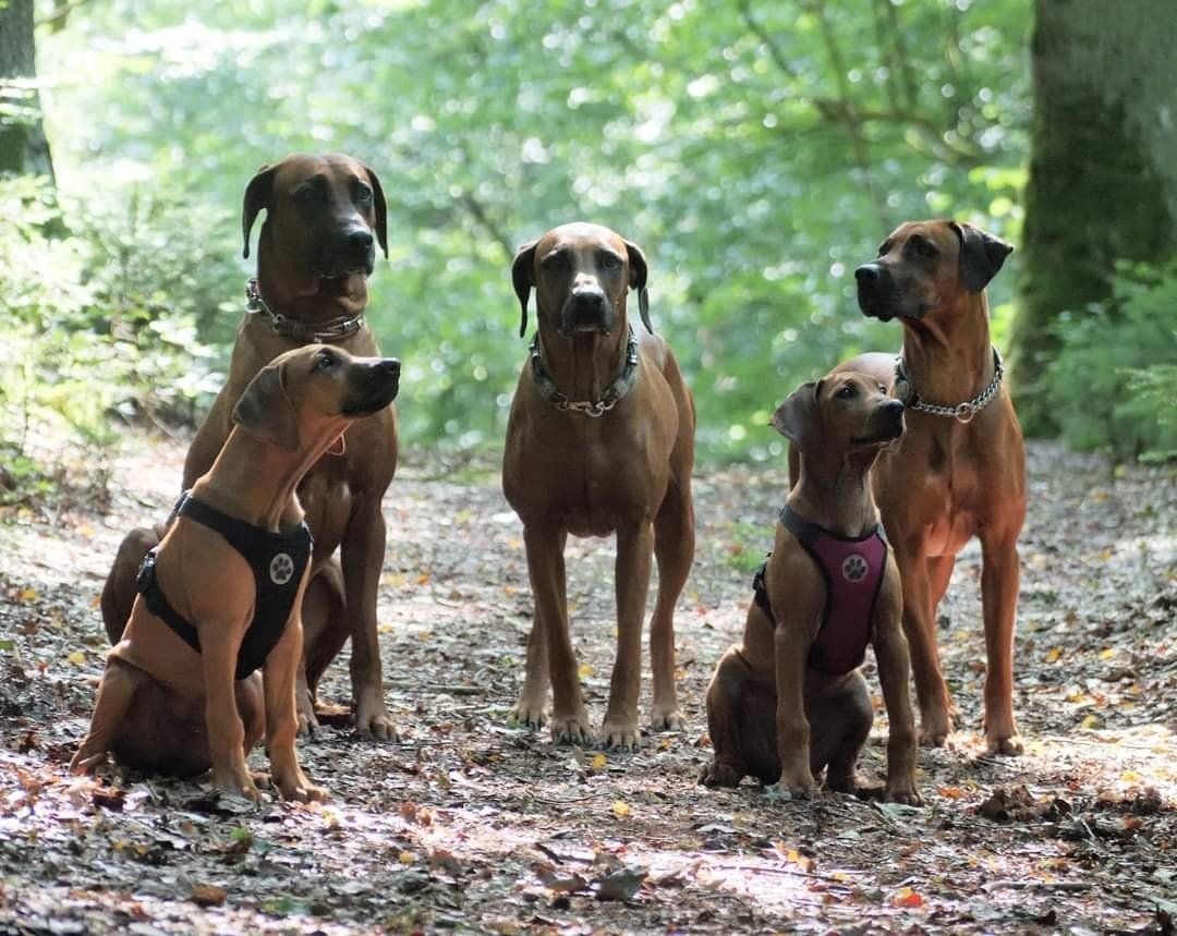 Rhodesian Ridgeback Rhodesian Ridgeback Zuchthunde