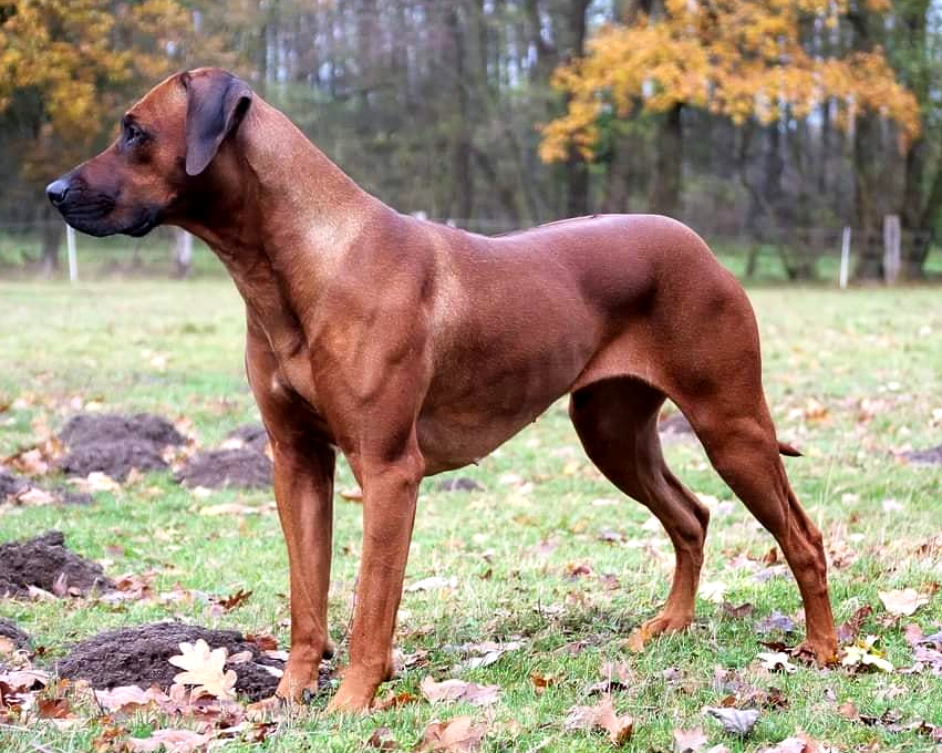 Rhodesian Ridgeback FCI Standard Rassehund, Rhodesian Ridgeback FCI Standard, RRBC, Kennel Union Süd Afrika, Simbabwe, Löwenhund, Verein