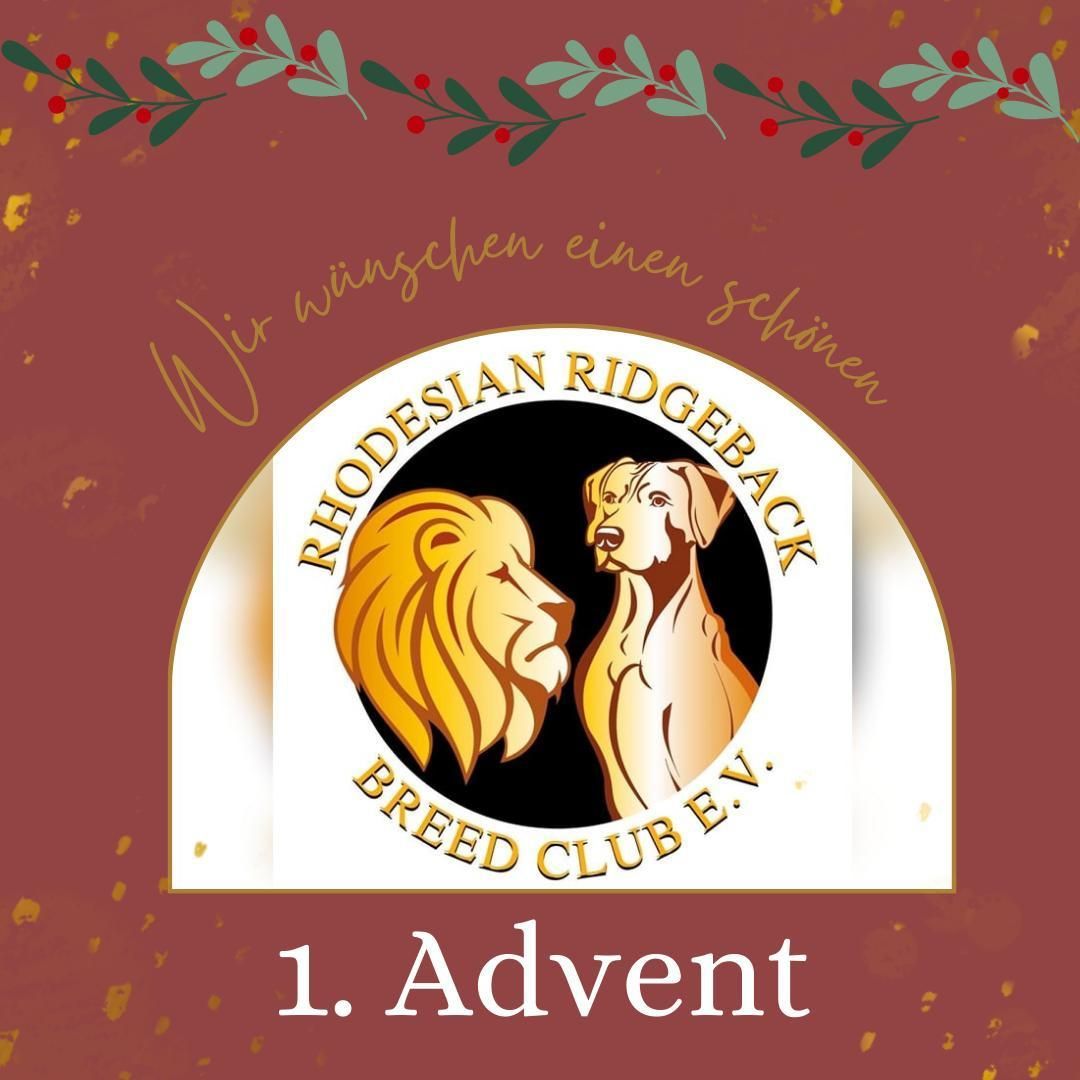 Eine Bildcollage Adventszeit mit Rhodesian Ridgebacks, Löwen, Tannenzweigen