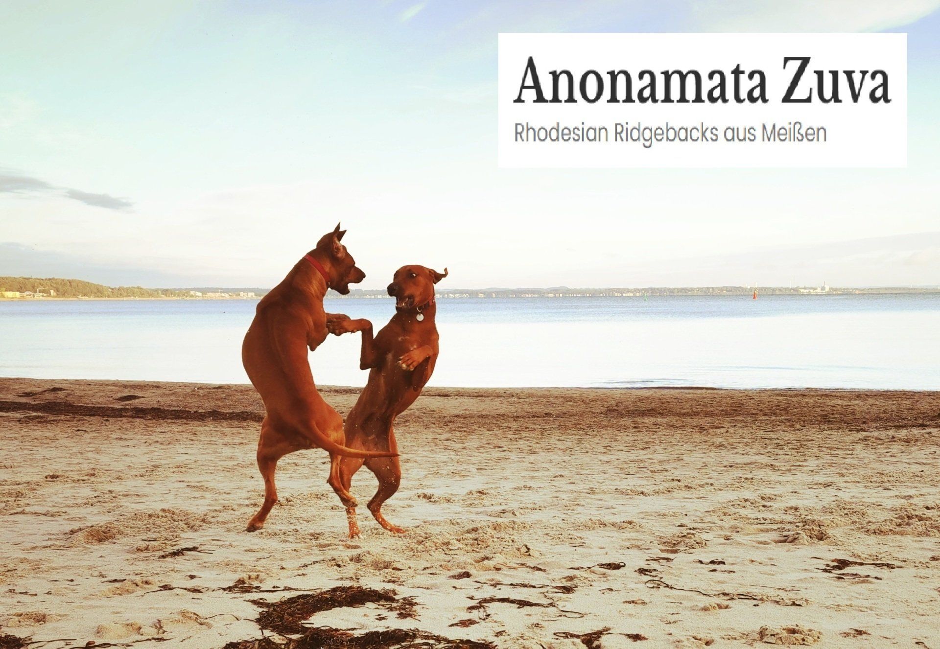 Rhodesian Ridgeback Kennel Anonamata Zuva Rhodesian Ridgeback Breed Club e.V.-Rhodesian Ridgeback Kennel Anonamata Zuva