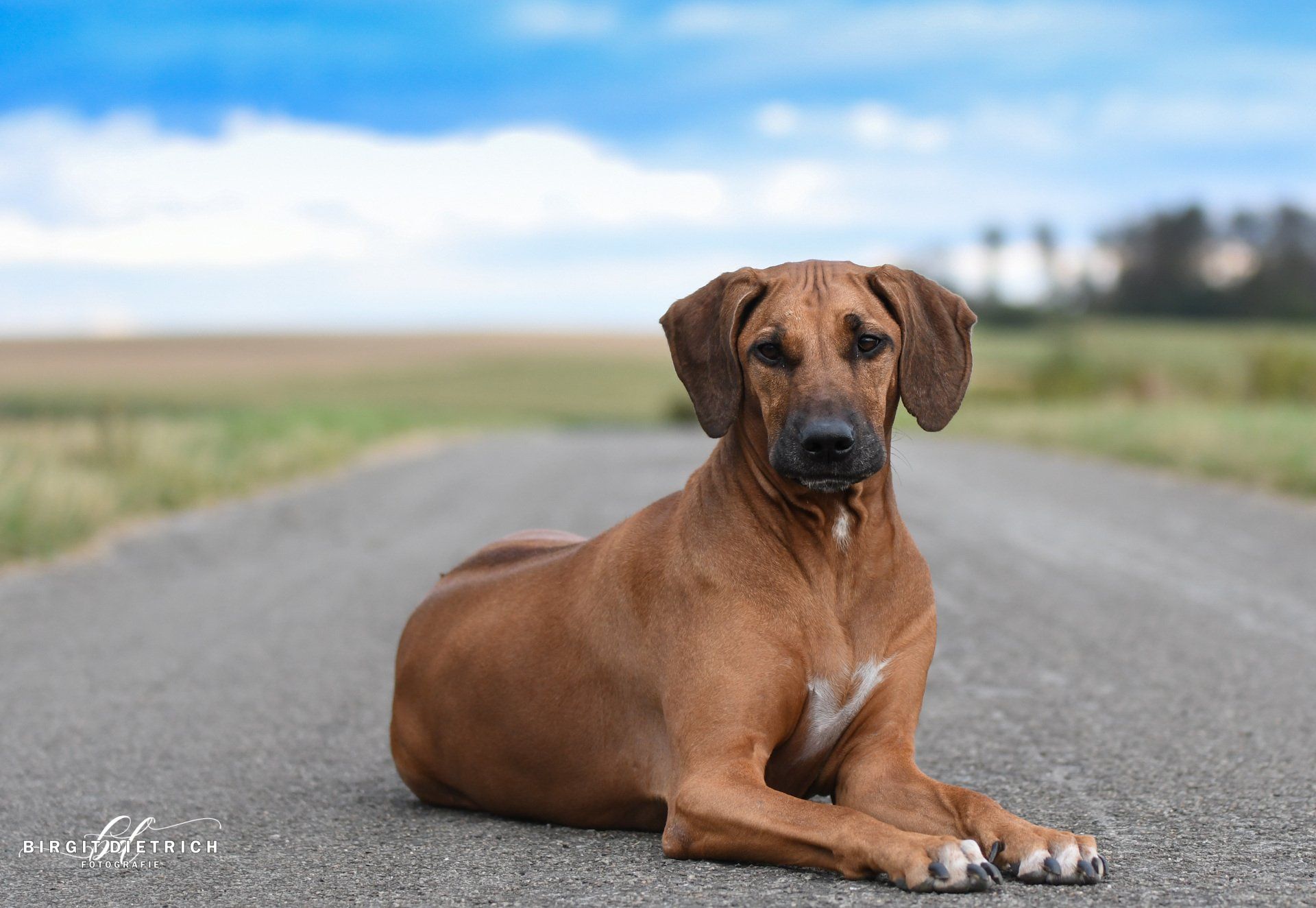 Rhodesian Ridgeback Hündin RRBC  Rhodesian Ridgeback Hündin RRBC
