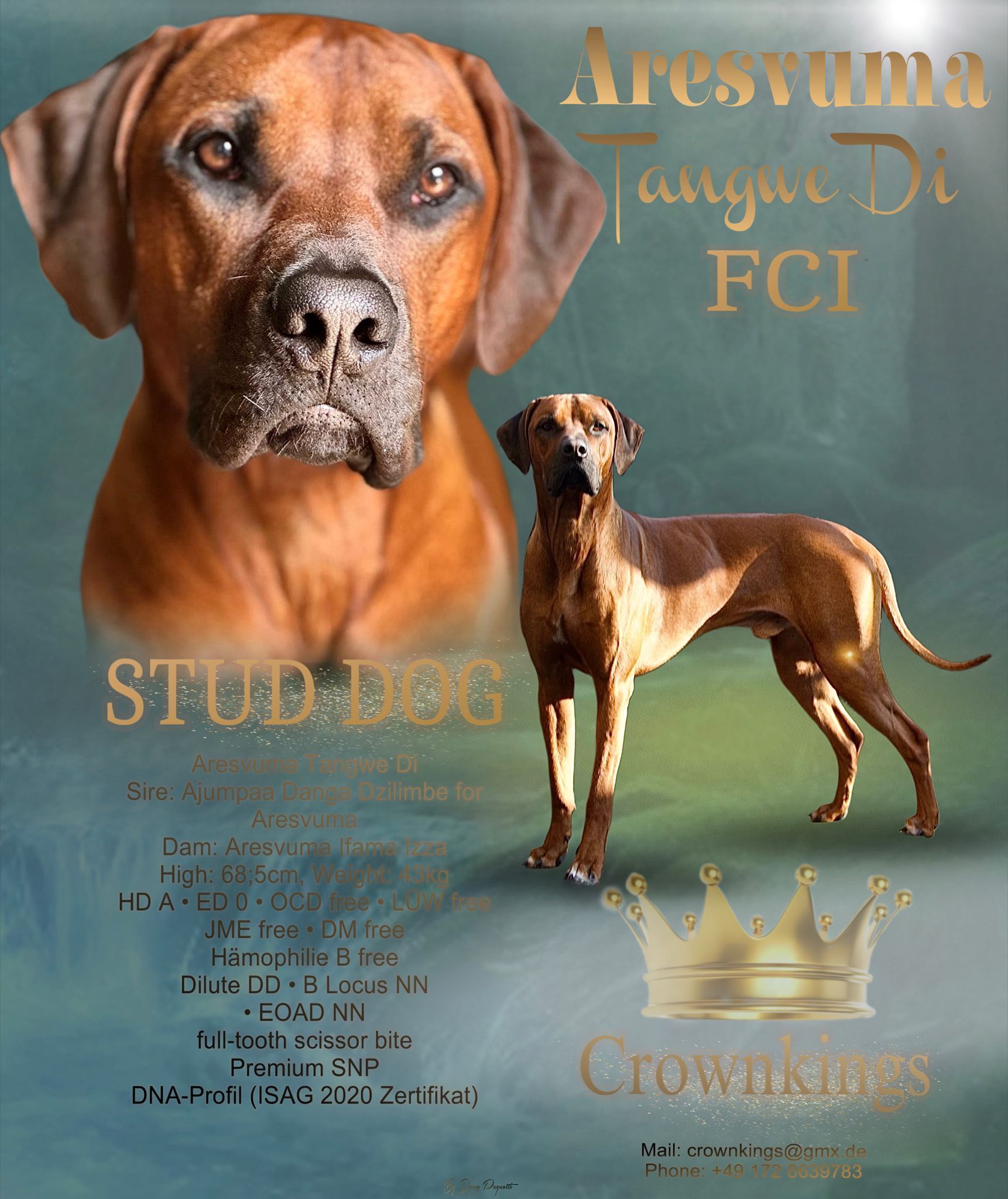 Rhodesian Ridgeback Deckrüde Aresvuma Tangwe Di, Rassehund Zucht Verein RRBC