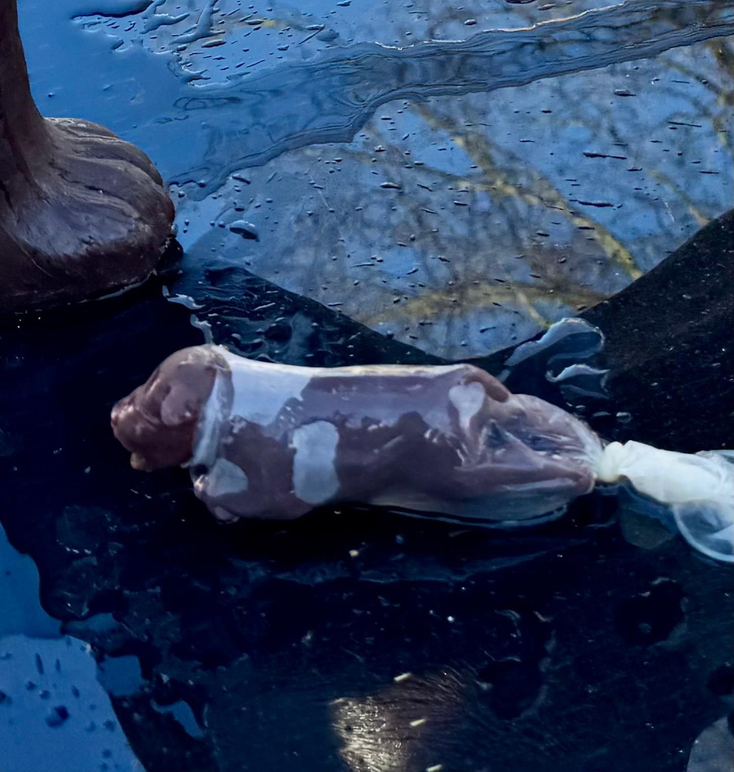 Dr.med.vet-Johannes-Herbel-Rhodesian-Ridgeback-Breed-Club Seminar Dr.med.vet-Johannes-Herbel-Rhodesian-Ridgeback-Breed-Club