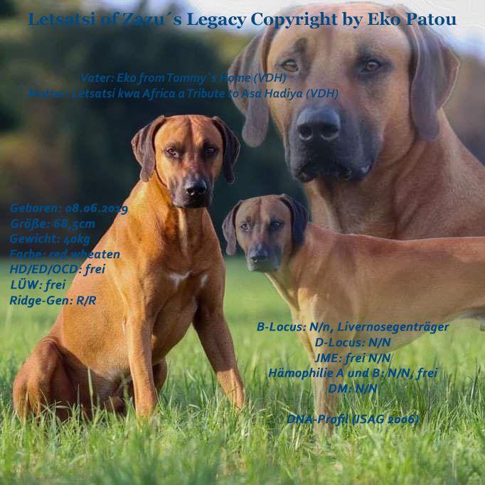 Rhodesian Ridgeback Deckrüde Letsatsi of Zazu´s Legacy Copyright by Eko Patou, Rassehund Zucht Verein RRBC