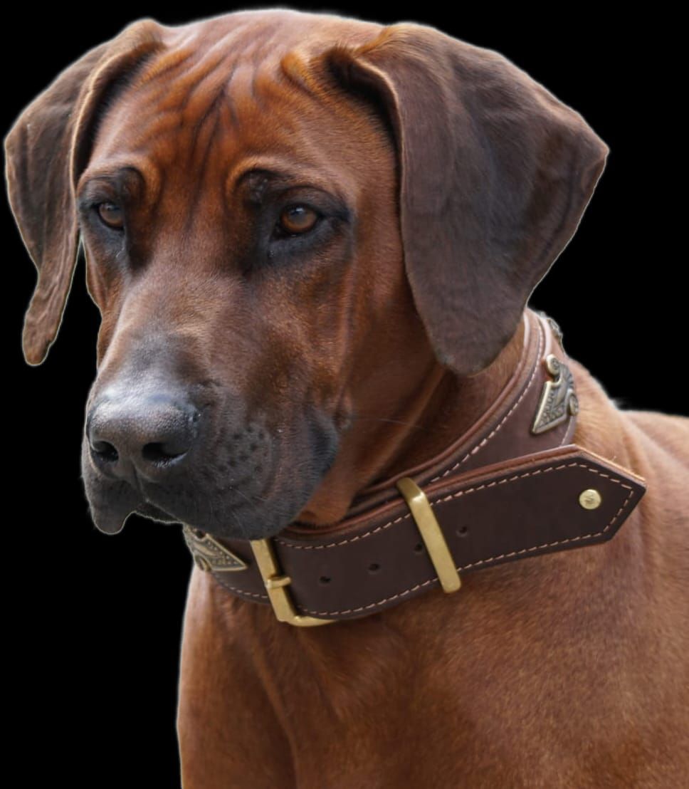 Rhodesian Ridgeback Deckrüde Ayo Chikamu Changu, Rassehund Zucht Verein RRBC
