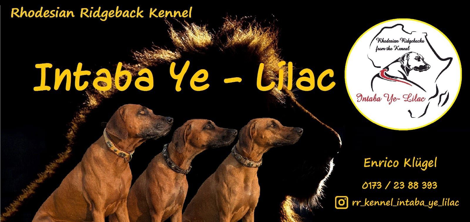 Rhodesian Ridgeback Kennel Intaba Ye-Lilac Rhodesian Ridgeback Kennel Intaba Ye-Lilac